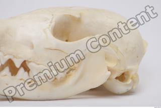 Skull Badger 0010